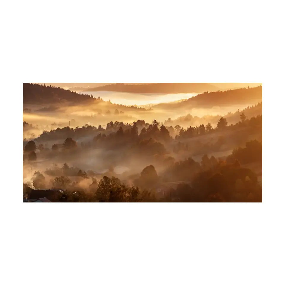 Morning forest landscape with fog