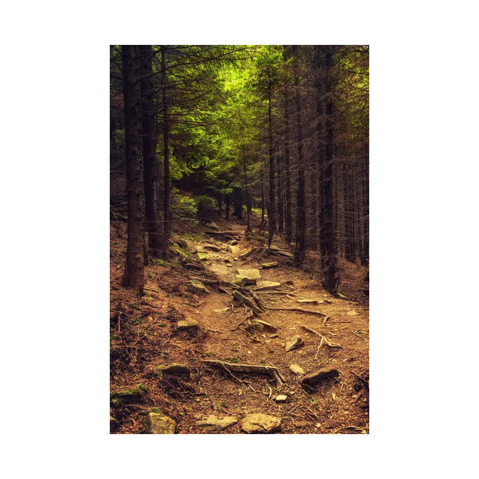 Dark moody forest with path and green trees