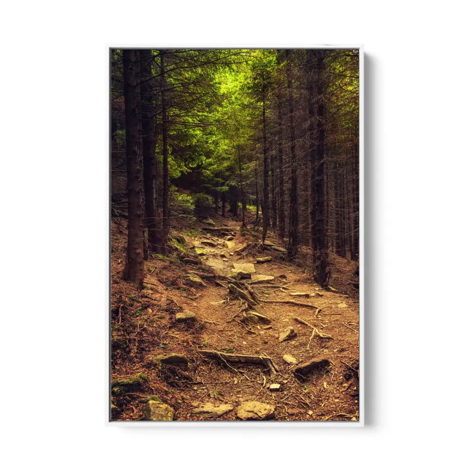 Dark moody forest with path and green trees