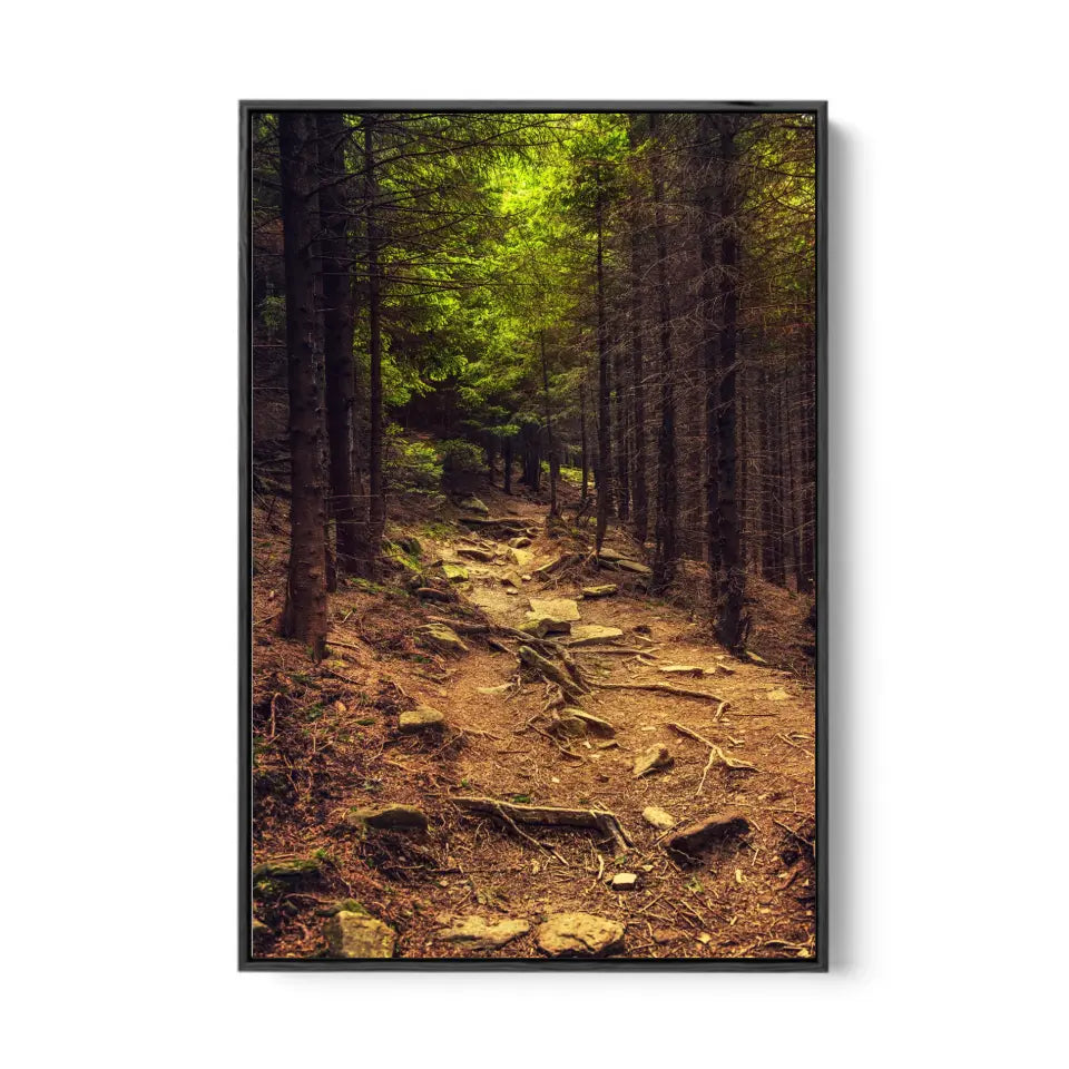 Dark moody forest with path and green trees