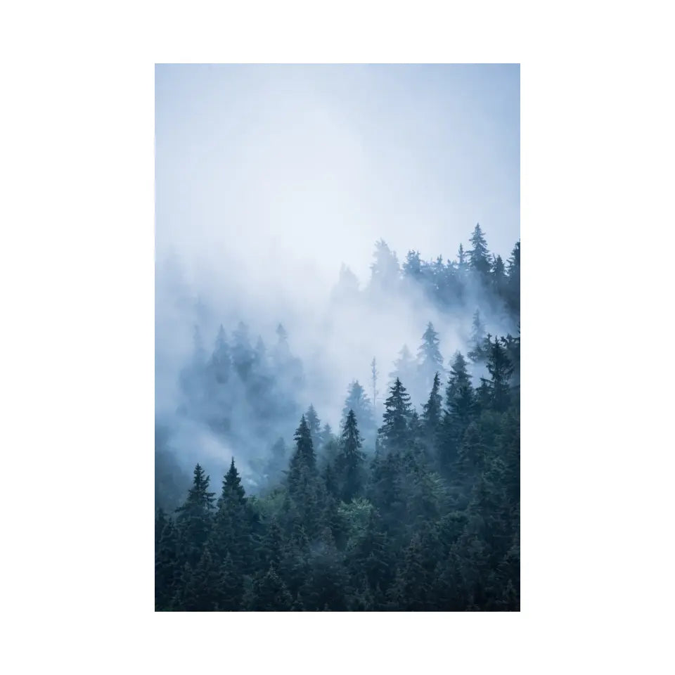 Foggy morning in fir forest