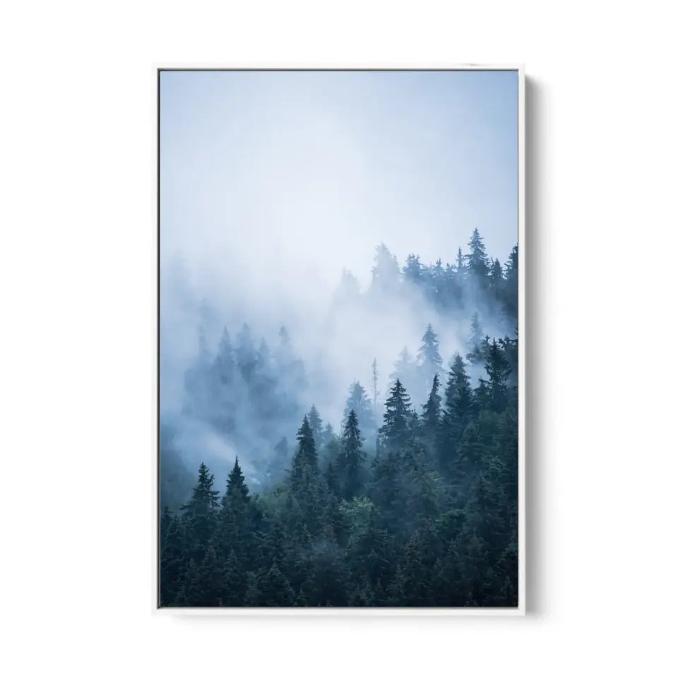 Foggy morning in fir forest