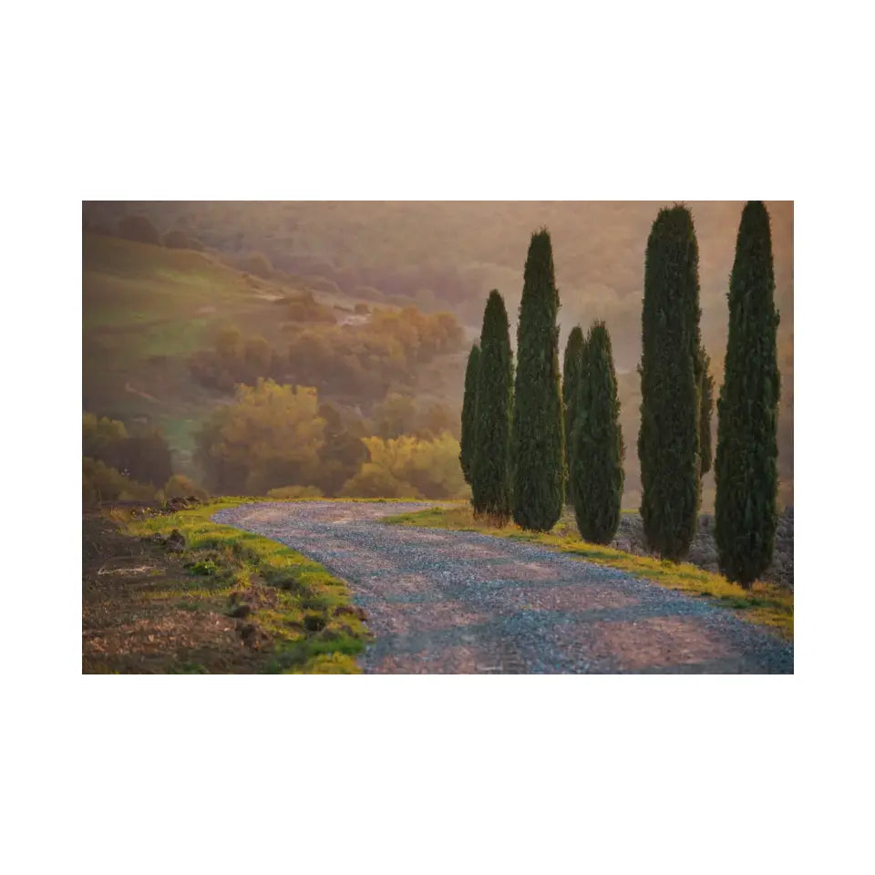 Cypresses and a road in Tuscany