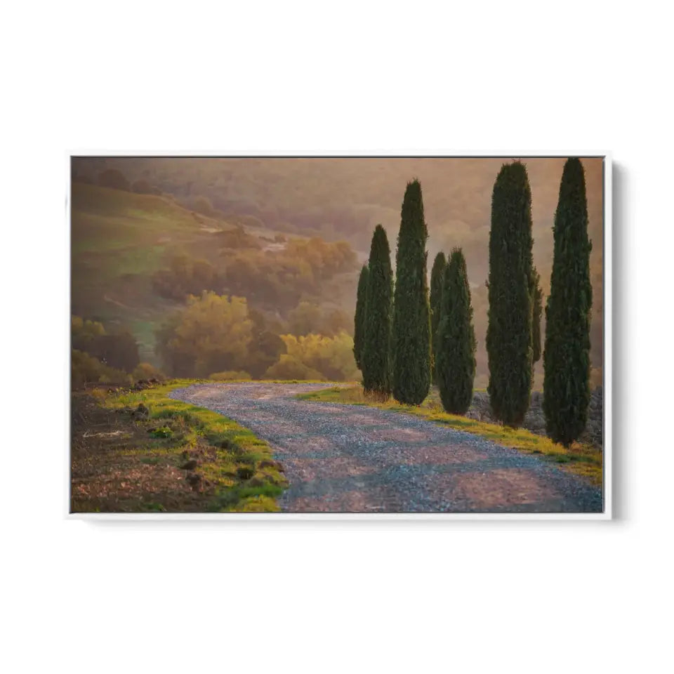 Cypresses and a road in Tuscany