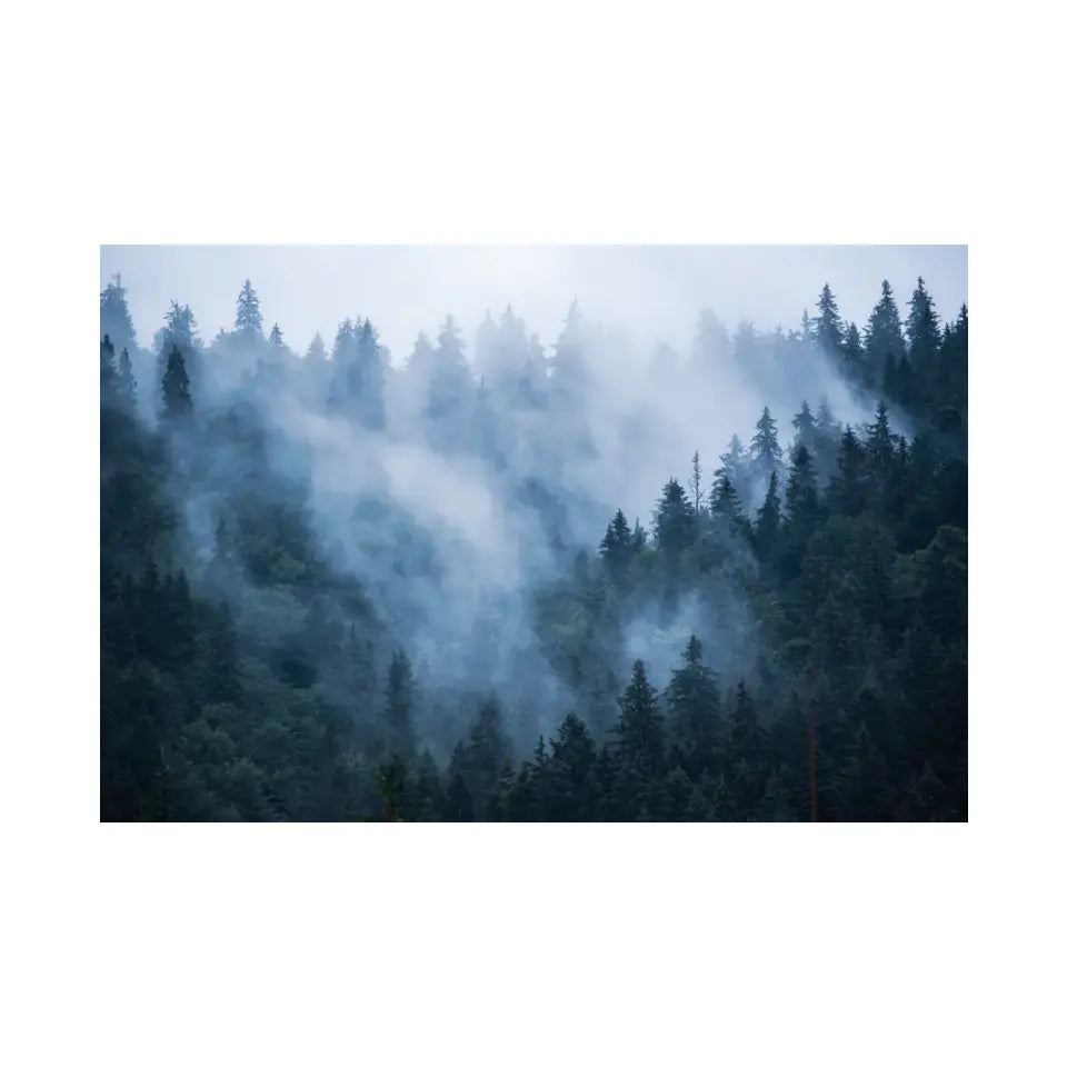 Fir forest in foggy landscape