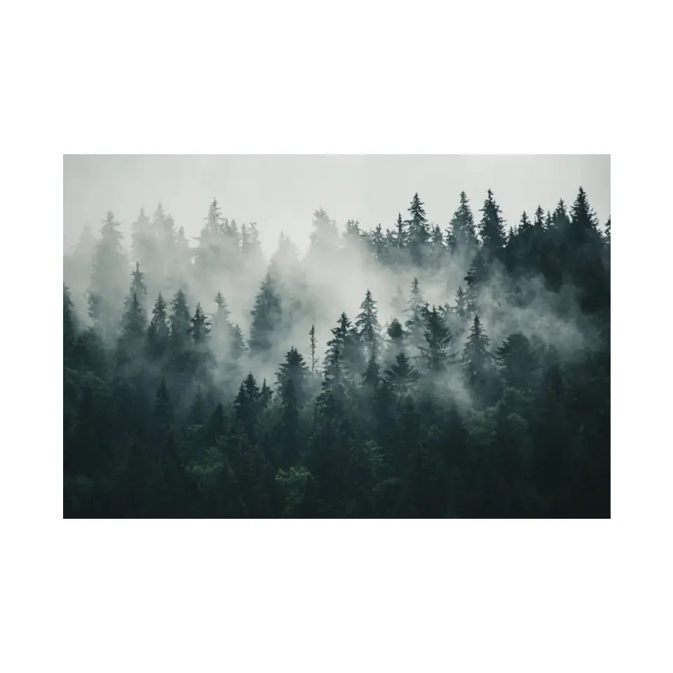 Foggy forest landscape