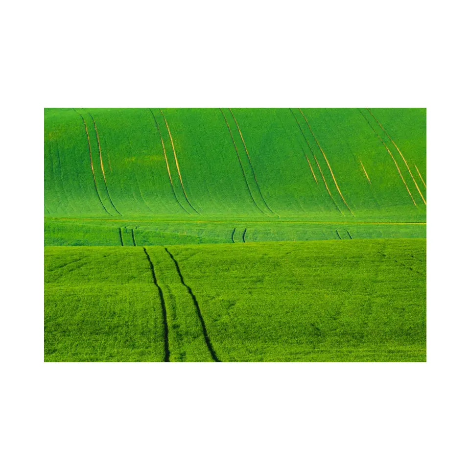 Green grass wavy fields with tracks