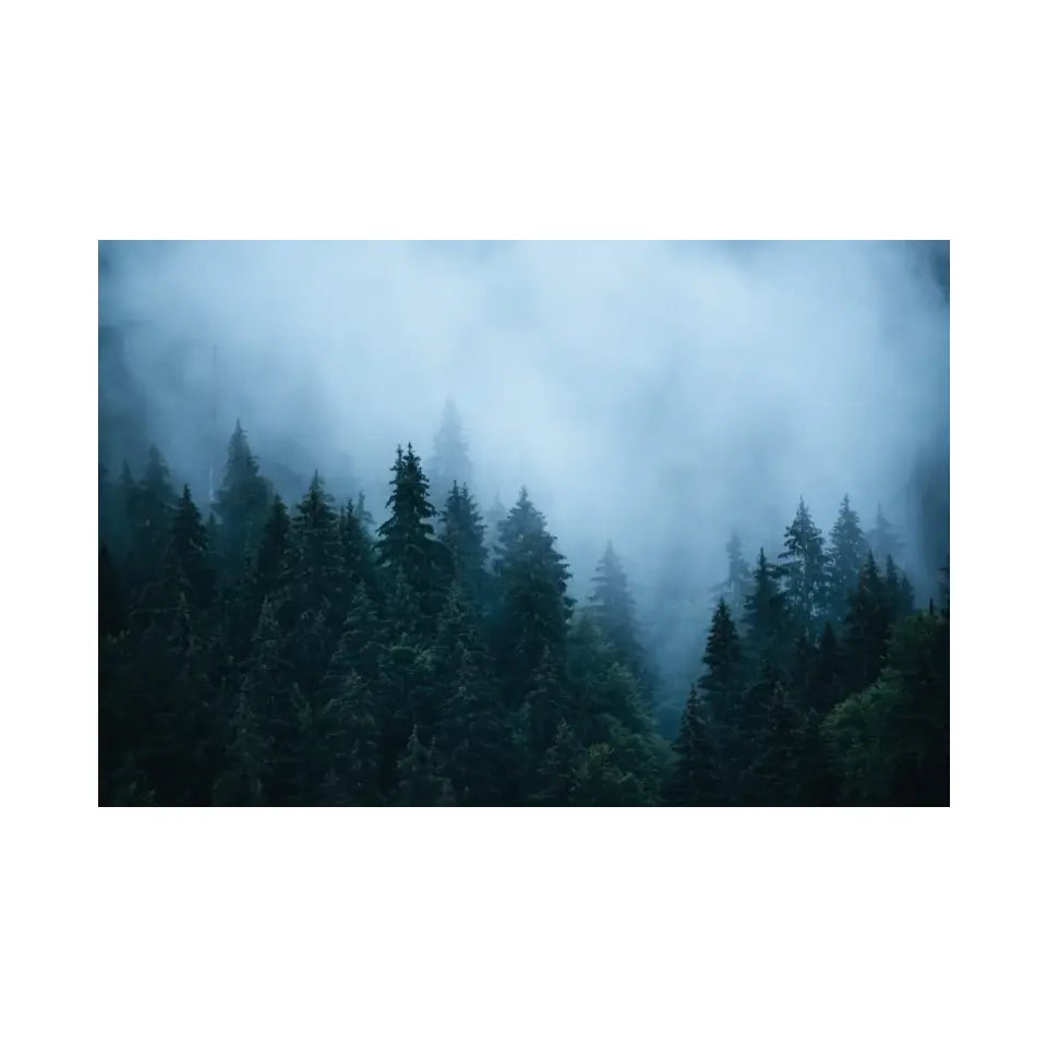 Fir forest in fog