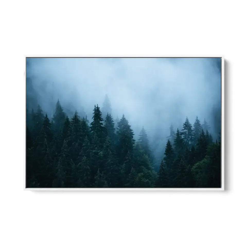 Fir forest in fog