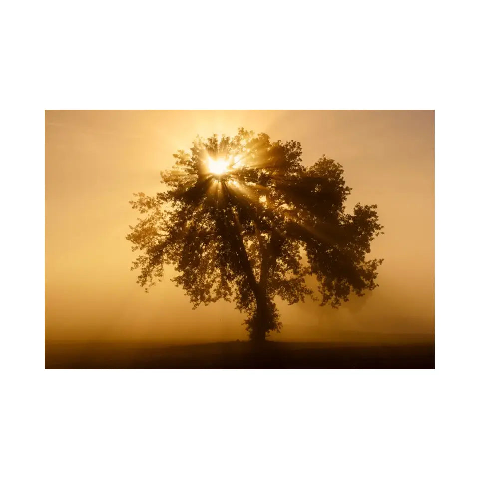 Olive tree in the beautiful sunny fog at sunrise