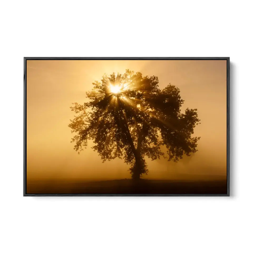 Olive tree in the beautiful sunny fog at sunrise