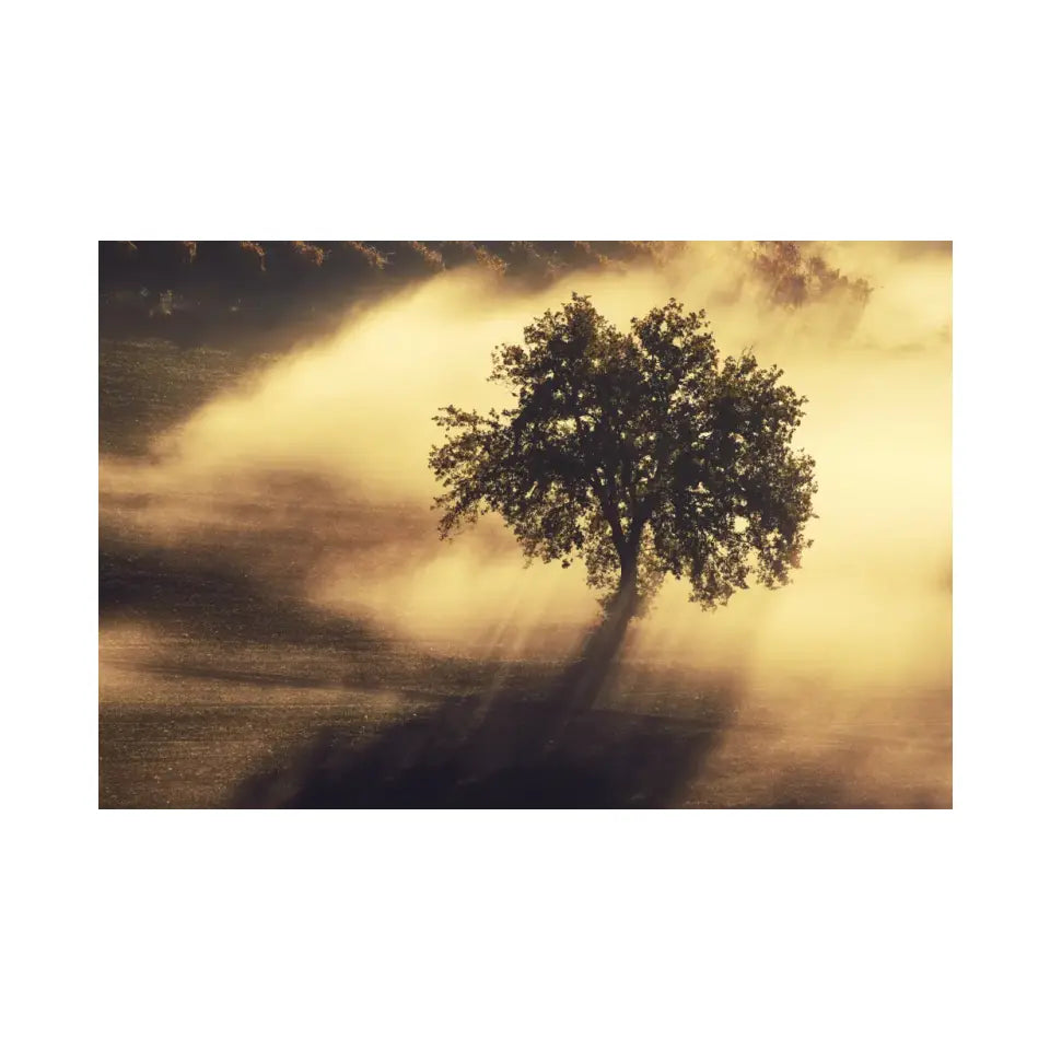 Single olive tree in the beautiful sunny fog at sunrise