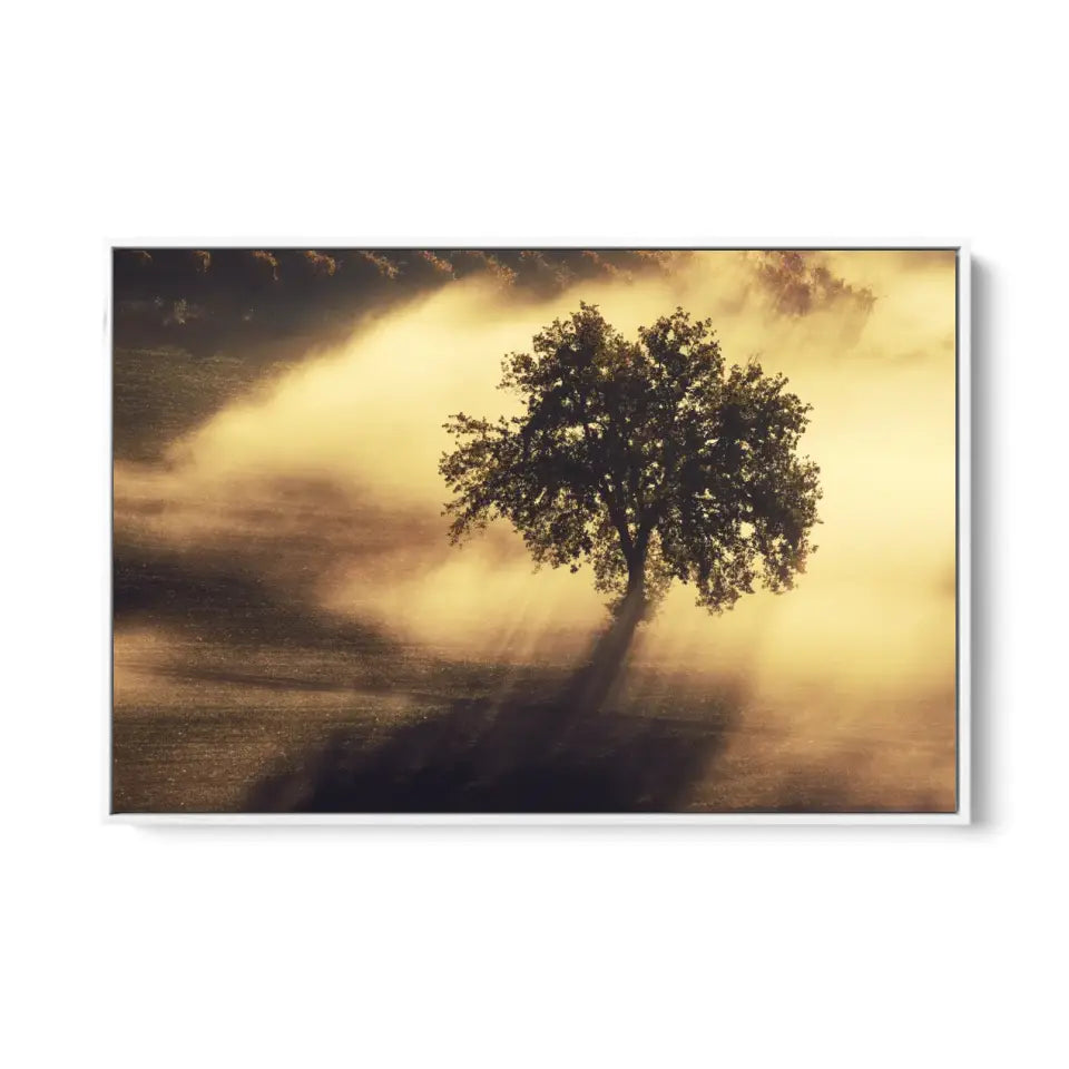 Single olive tree in the beautiful sunny fog at sunrise