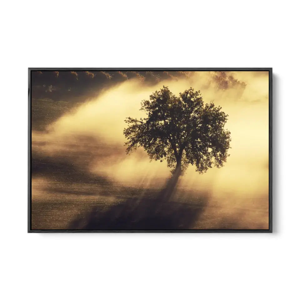 Single olive tree in the beautiful sunny fog at sunrise