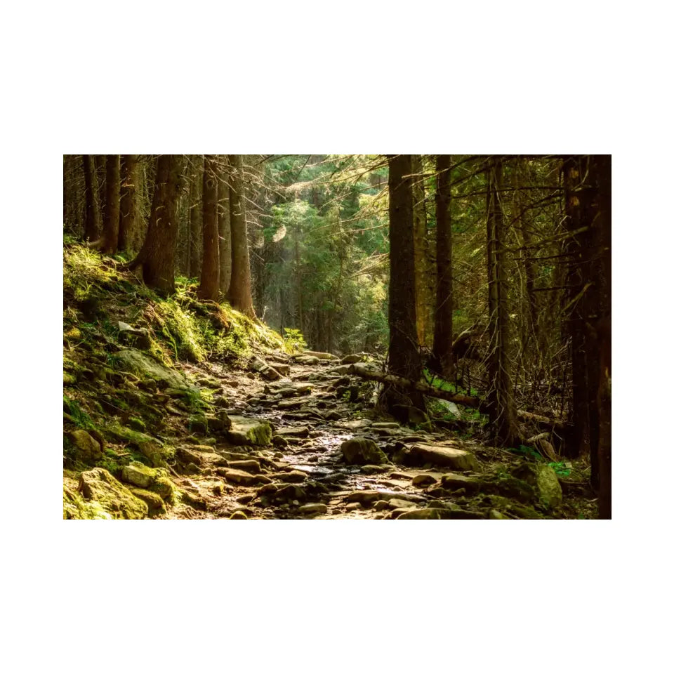 Summer moody forest with path and green trees