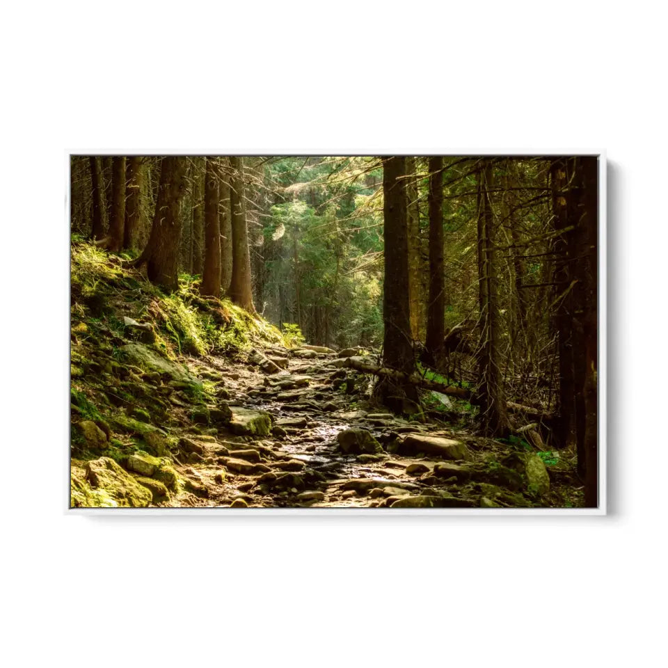 Summer moody forest with path and green trees