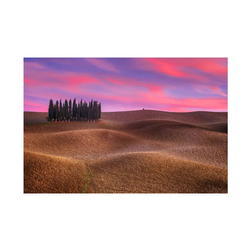 Tuscany landscape with cypress and earth waves at sunset