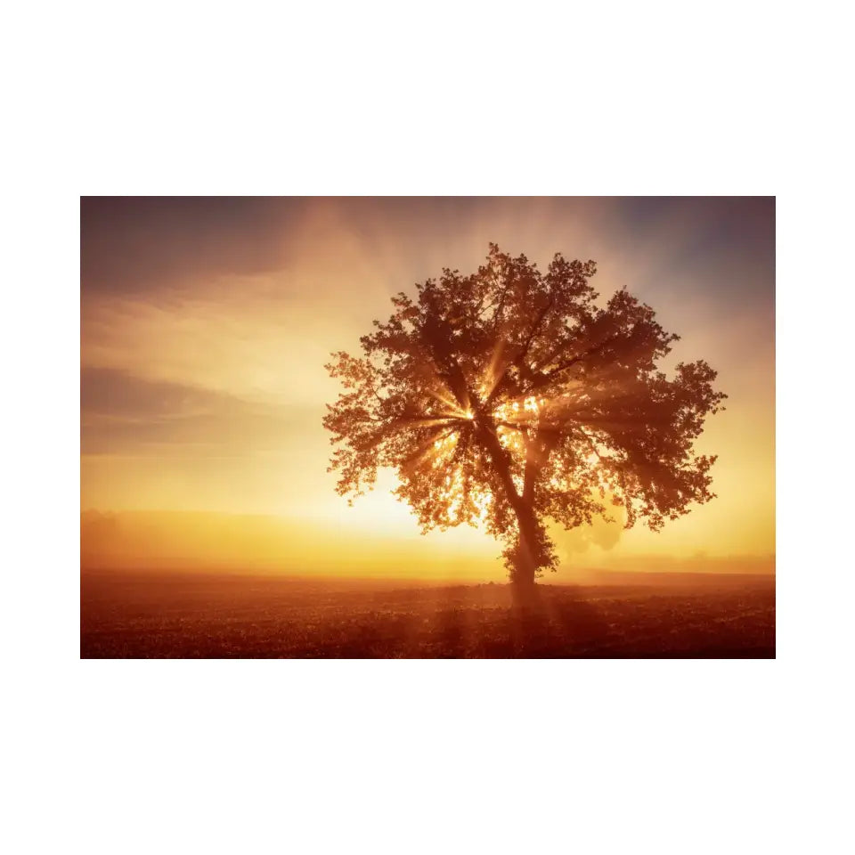 Sun rays through an olive tree