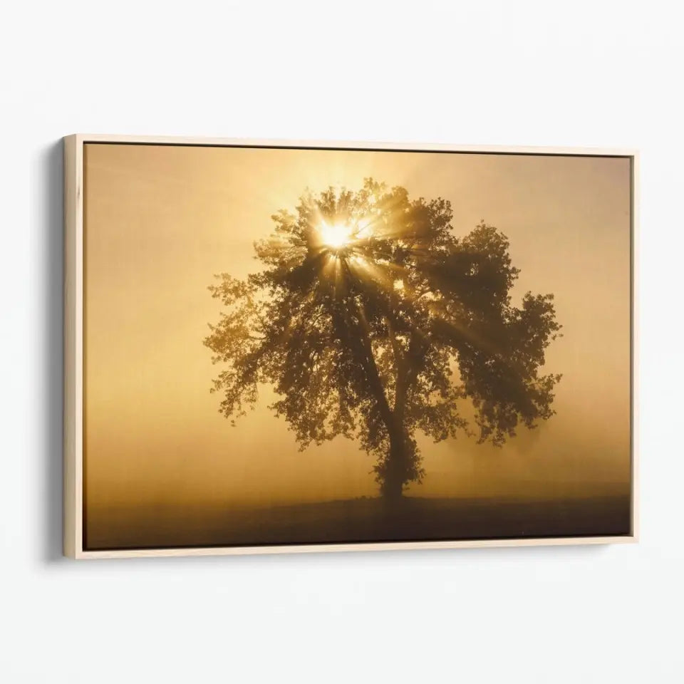 Olive tree in the beautiful sunny fog at sunrise