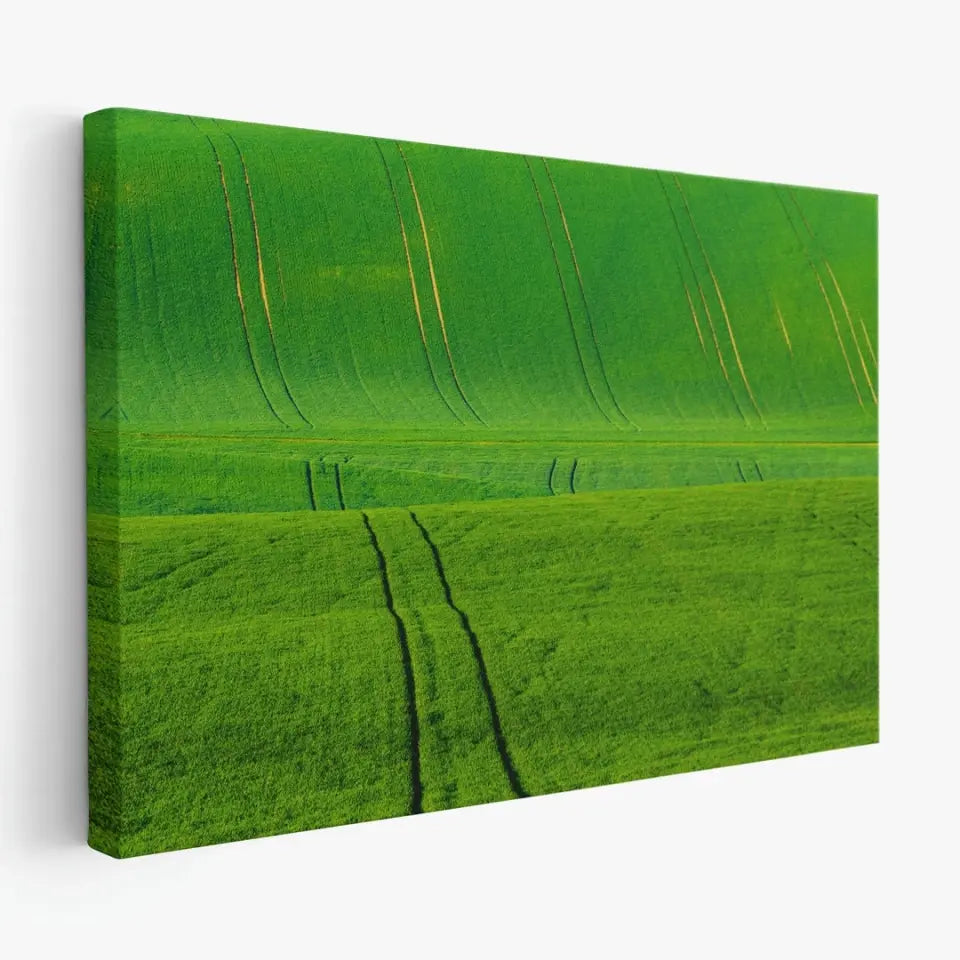 Green grass wavy fields with tracks